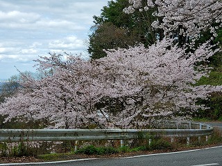 ２０００本の桜は圧巻です