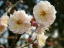 梅の花