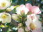 ボケの花